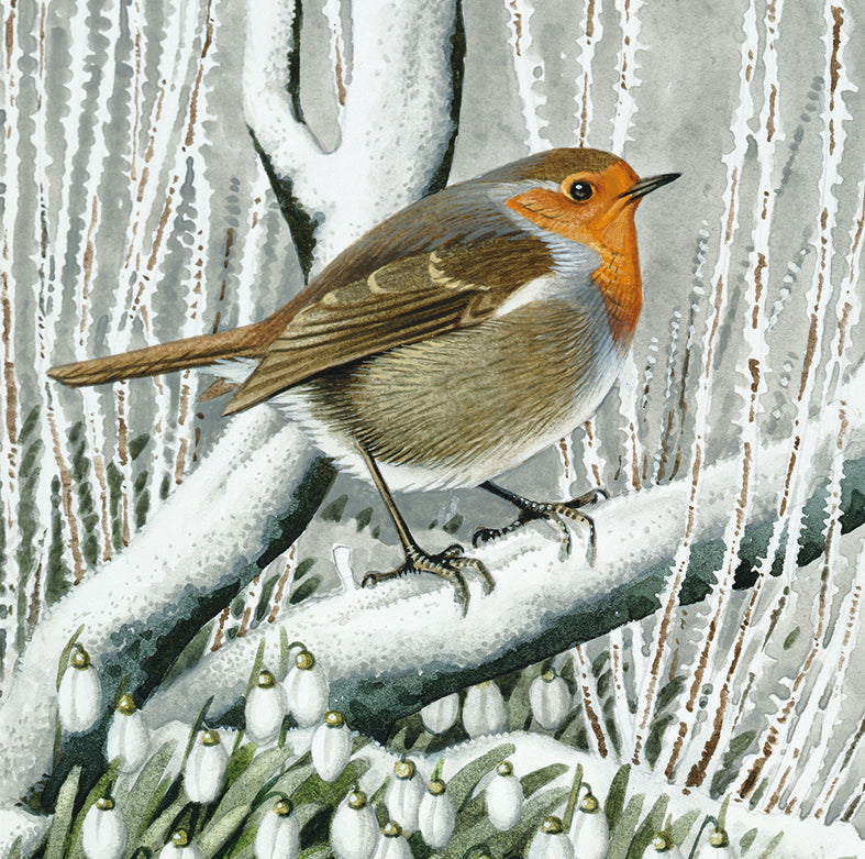 Festive Robins Quad Pack